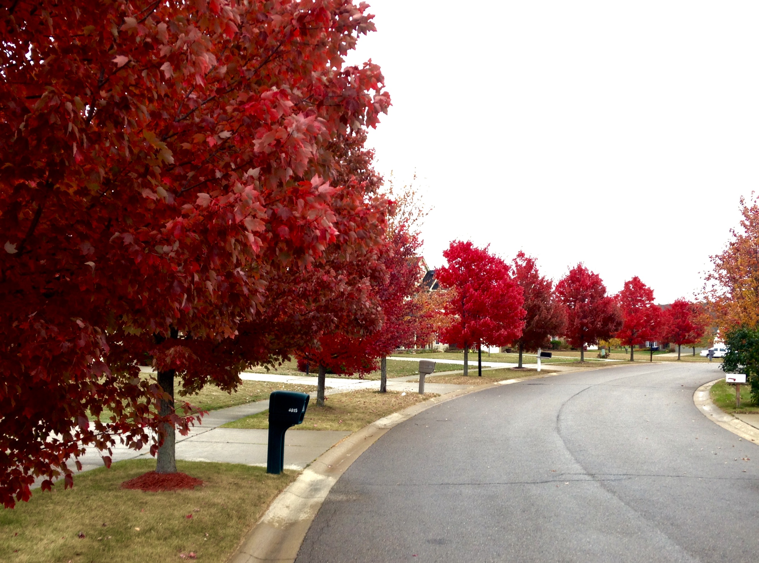 Red Tree Line Ashford Village