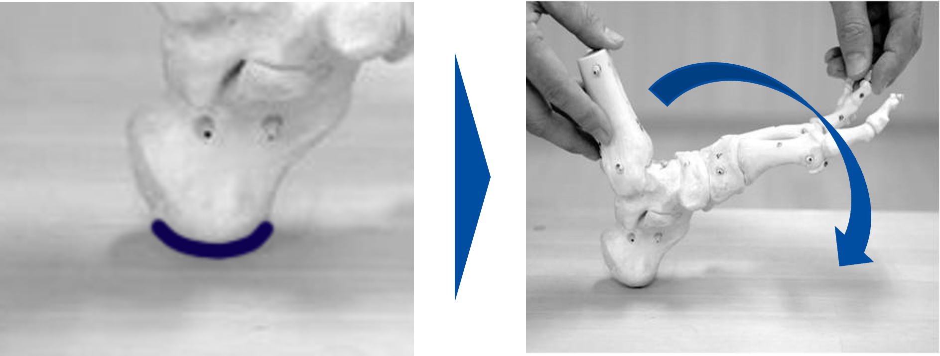 効率的な歩行をもたらすもうひとつの機能：ロッカー機能 ashinavi