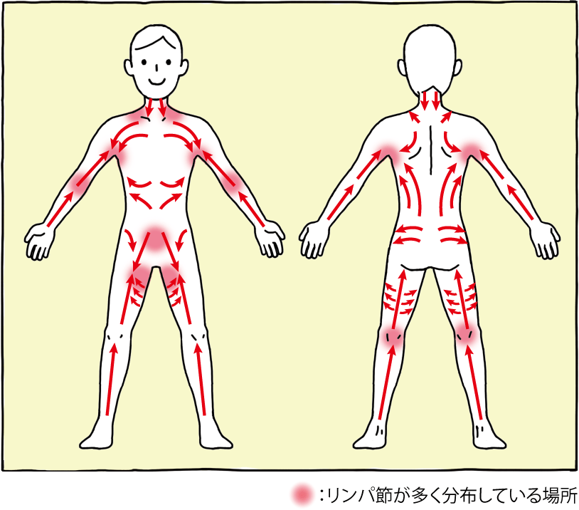 左右で異なるリンパの違い/福岡博多出張マッサージAromavip | 福岡博多出張マッサージAromavipのブログ 気になる足のむくみに。リンパマッサージの正しい知識と方法 | 足のお悩み百科