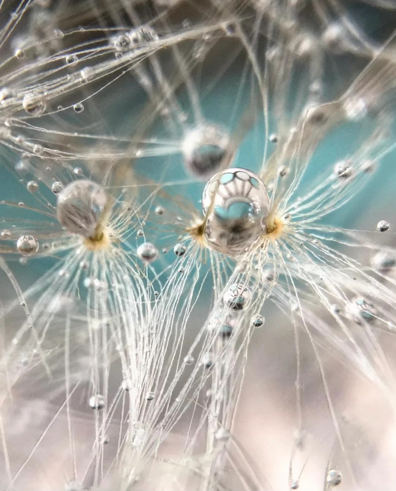 KS Wild Willow McCloud, Fairytales Underwater Ashland Gallery