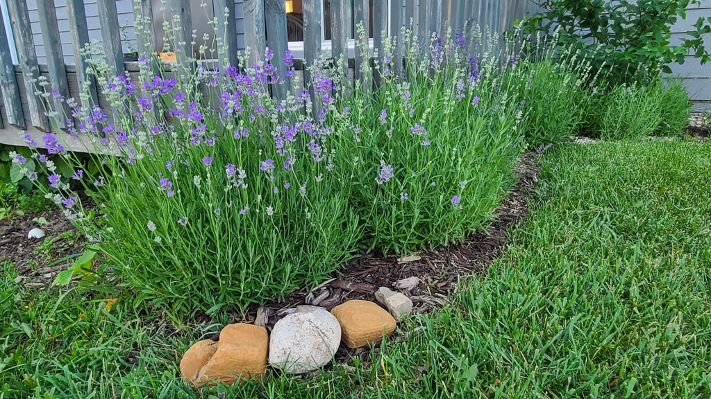 Best Secret to Germinate Lavender Seeds + Soil Recipe Tips Ashley