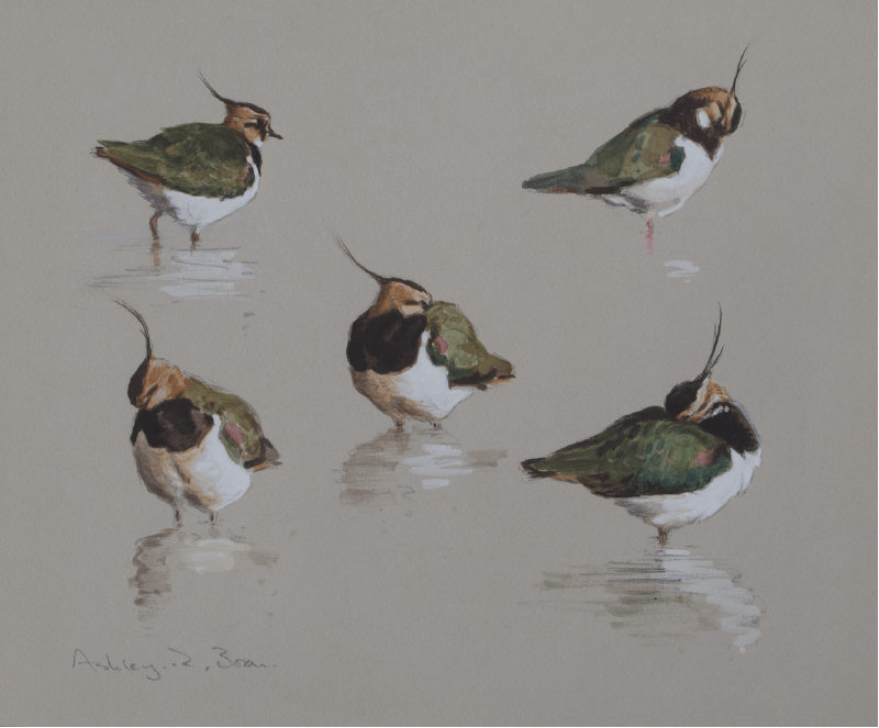lapwing Ashley Boon