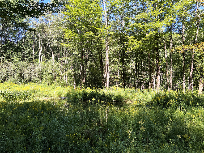 New to the Market ±3.85 acres lot Ashley Connor Realty