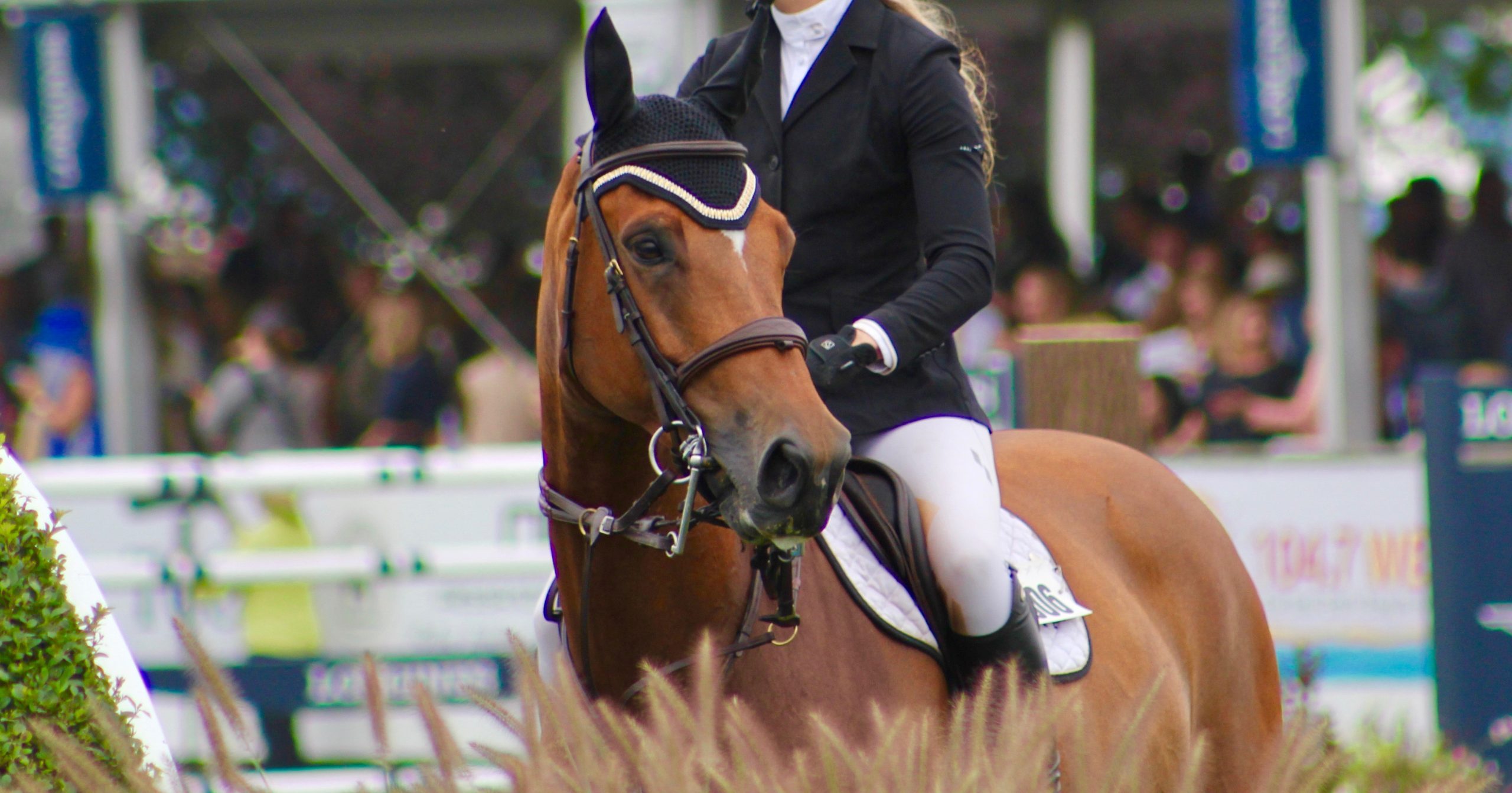 Horse Shows Ashley Fairfield Photography