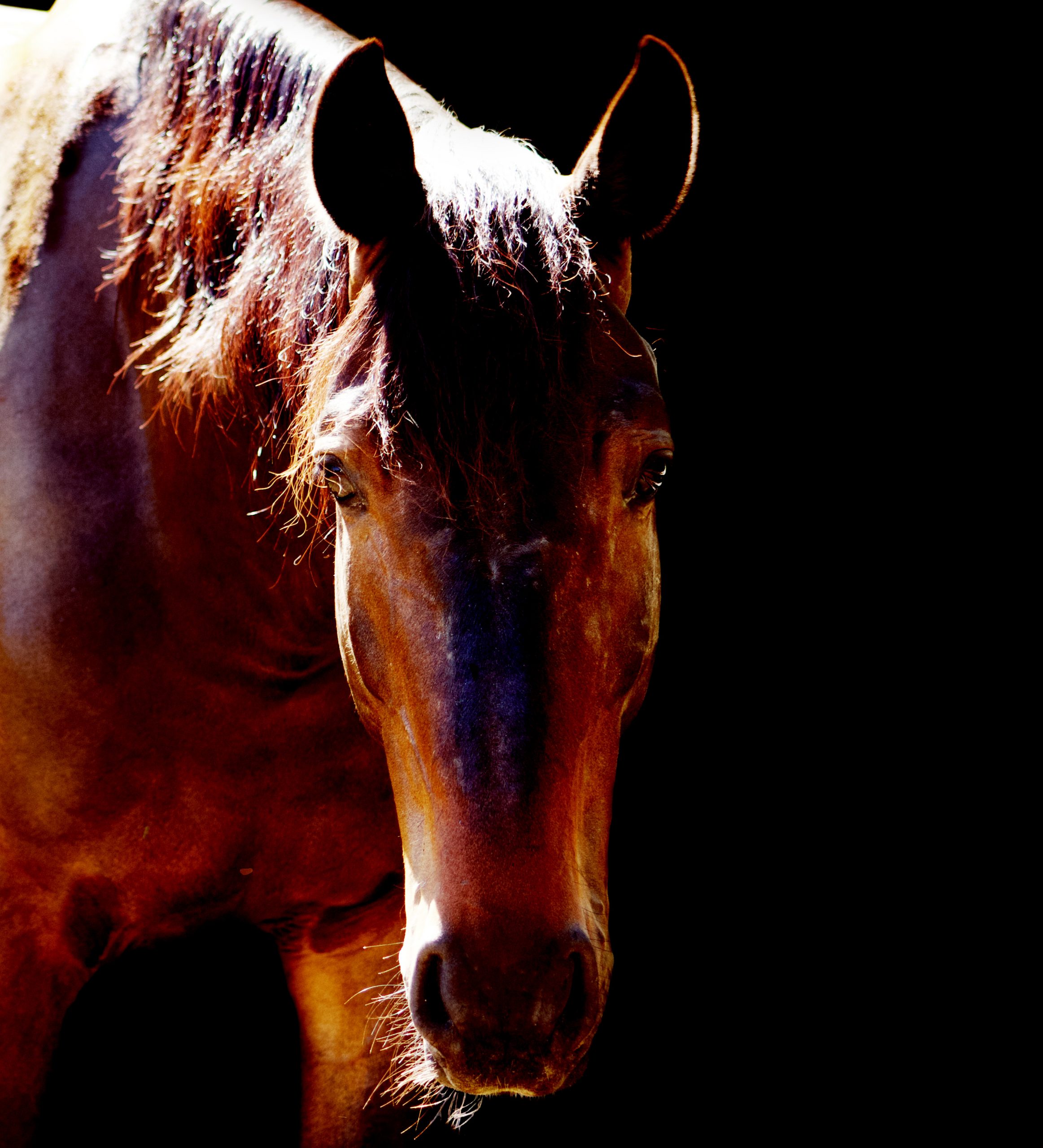 Equine Portraiture Ashley Fairfield Photography