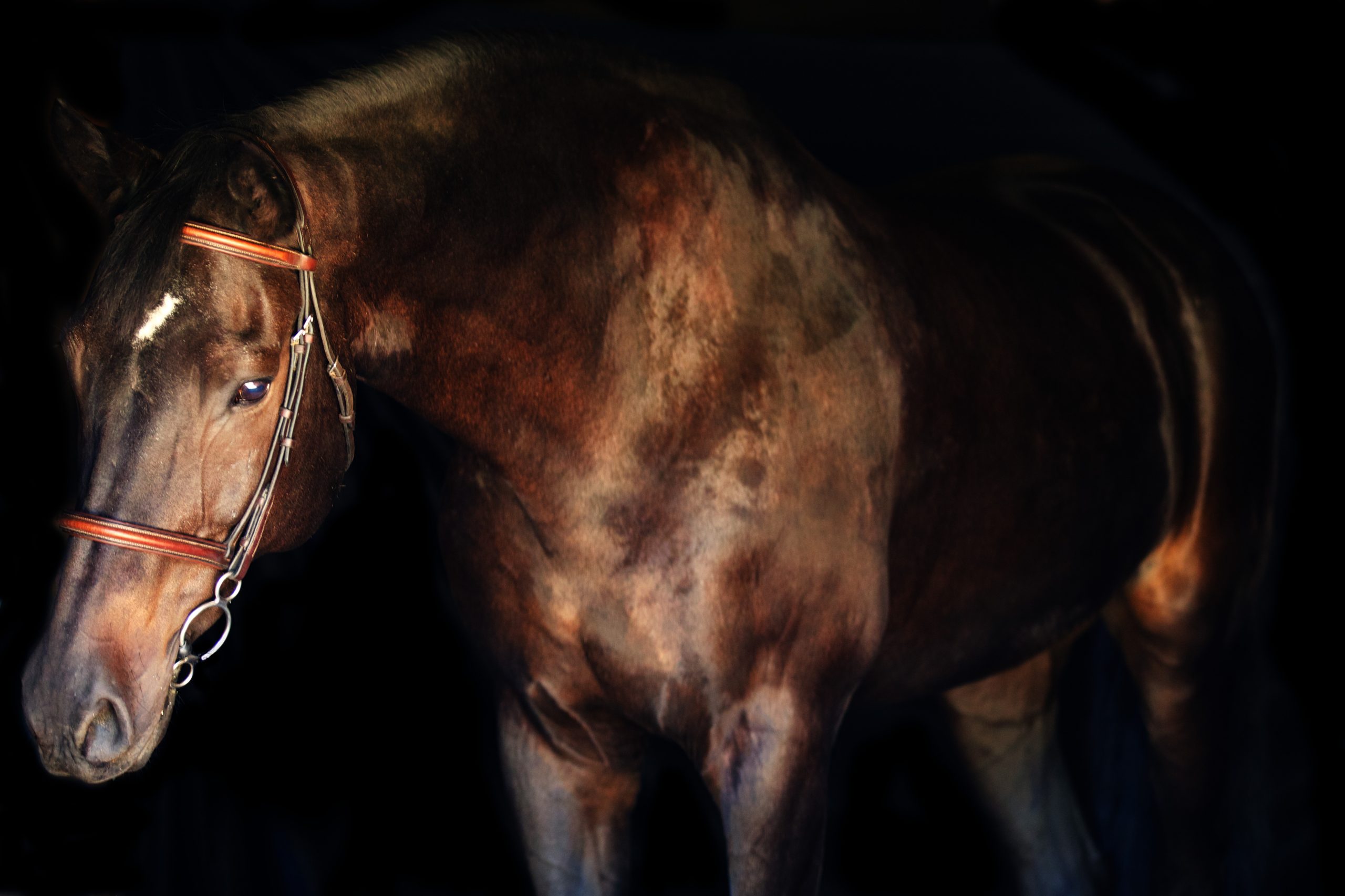 Equine Portraiture Ashley Fairfield Photography