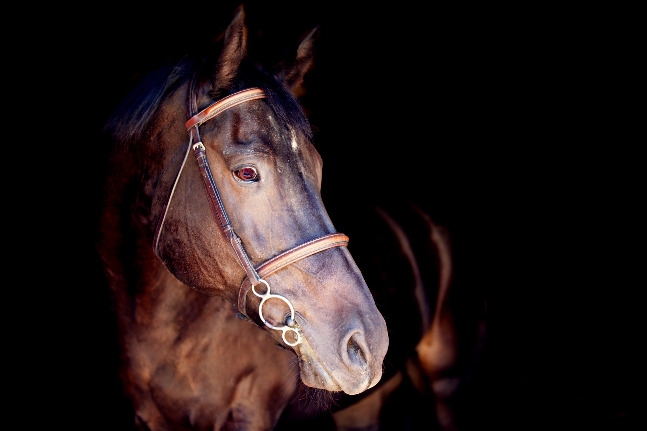 Equine Portraiture Ashley Fairfield Photography