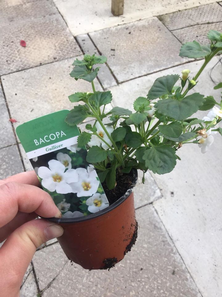 Bacopa Ashtree Garden Centre
