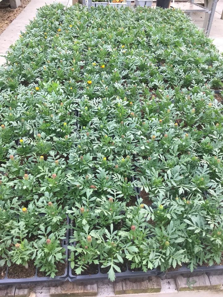 Marigolds Ashtree Garden Centre