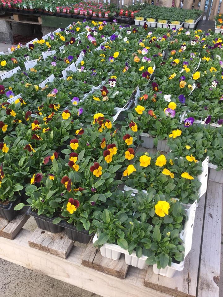 Viola Mixed Ashtree Garden Centre