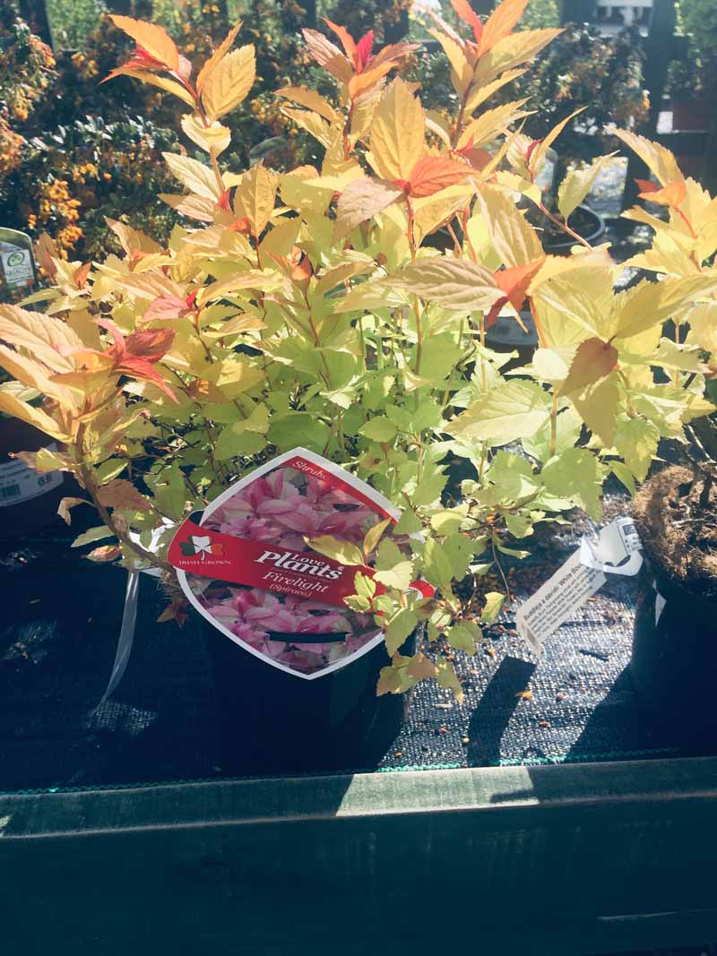 Spirea Firelight Ashtree Garden Centre
