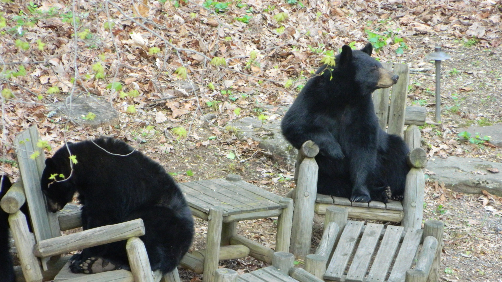 Marketers Bears like chairs, especially these Asheville chairs Ashvegas