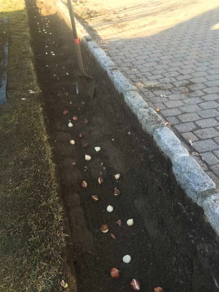 Planting Gallery Ashwood Property Care