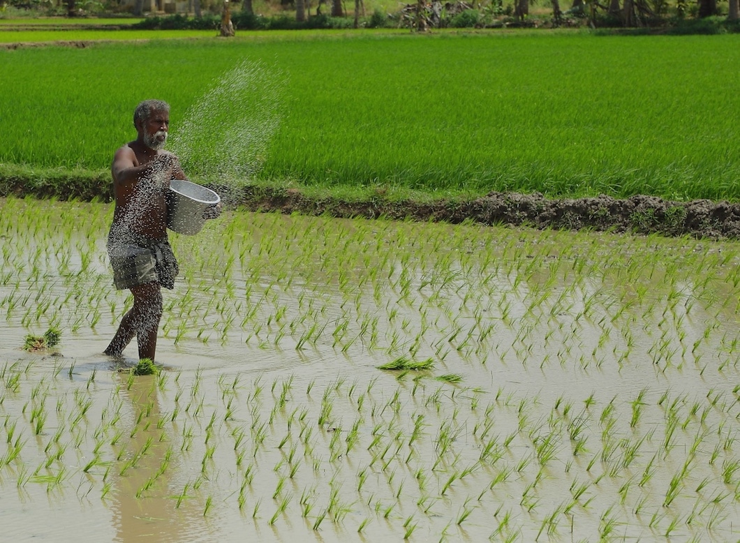 The Political Economy of Rice Back to the Roots The Asia Foundation