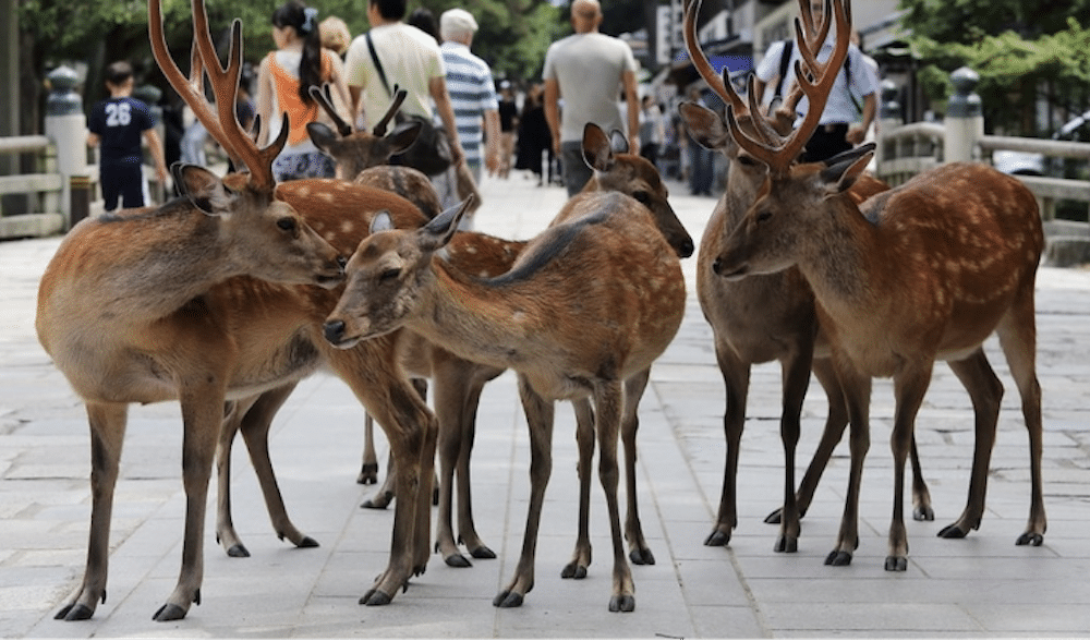 JAPAN TOO MANY DEER HAVE BEEN EATING THEMSELVES TO DEATH