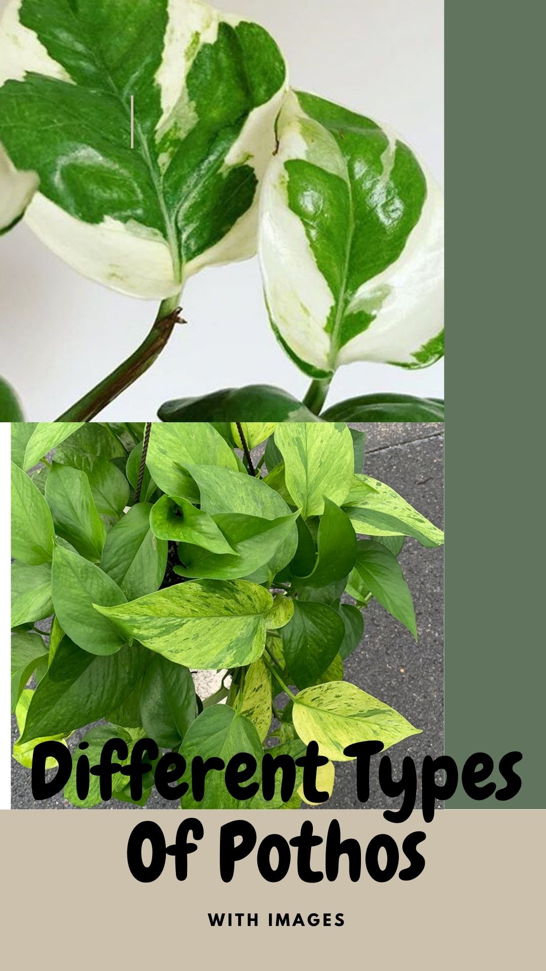 11 Different Types Of Pothos With Images Asian Recipe