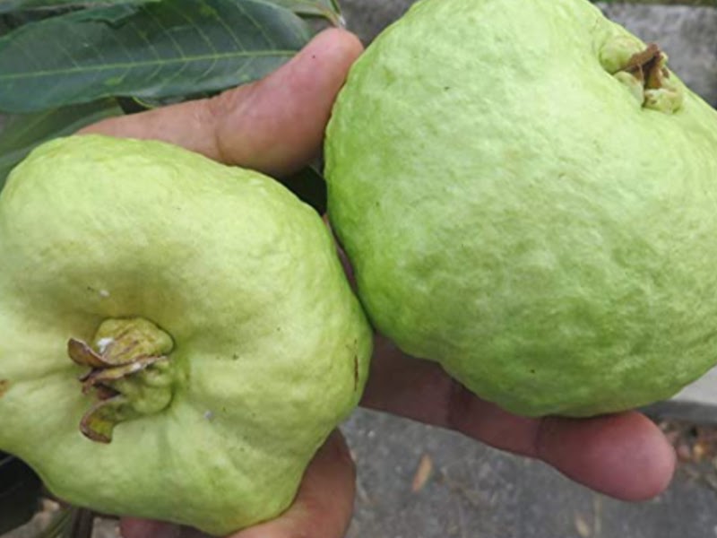 8 Different Types of Guava with Images