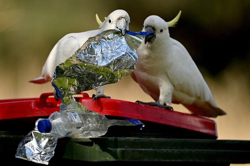 Garbageopening cockatoos enter ‘arms race’ with humans Asia News
