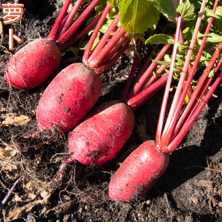 Radish萝卜 Asian Garden 2 Table