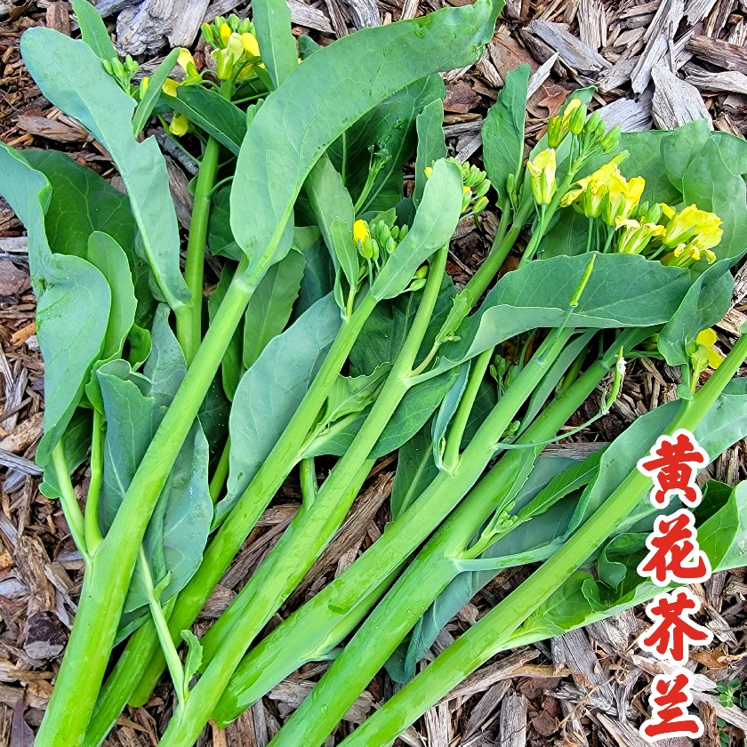 Chinese Kale (Gailan) Yellow Flower Asian Garden 2 Table