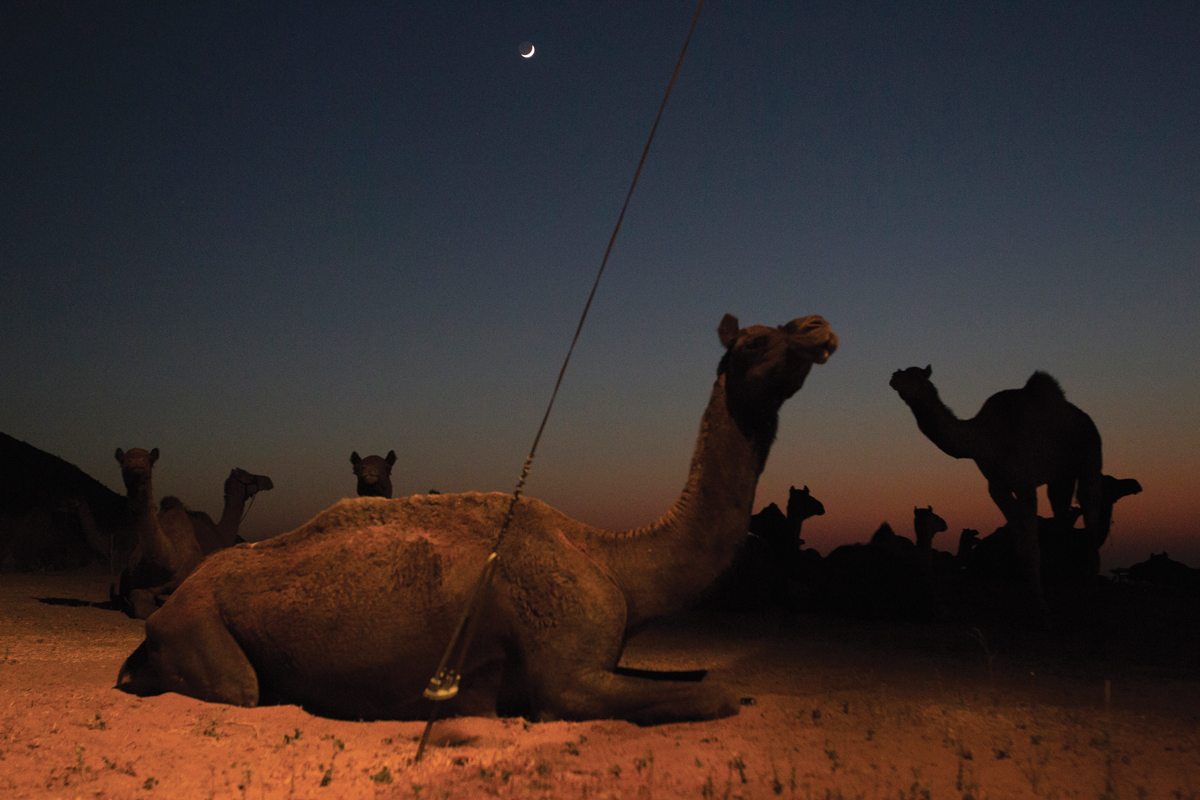 The World’s Largest Camel Fair is Seeing its Last Days Asian