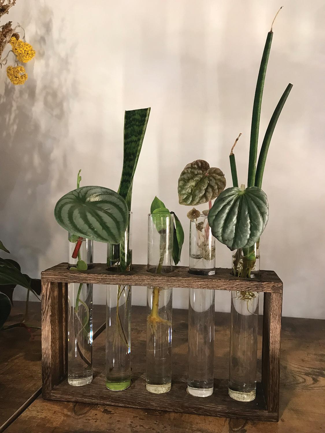 From Tragedy to Triumph The Inspiring Story of Terrace Plant Shop — People