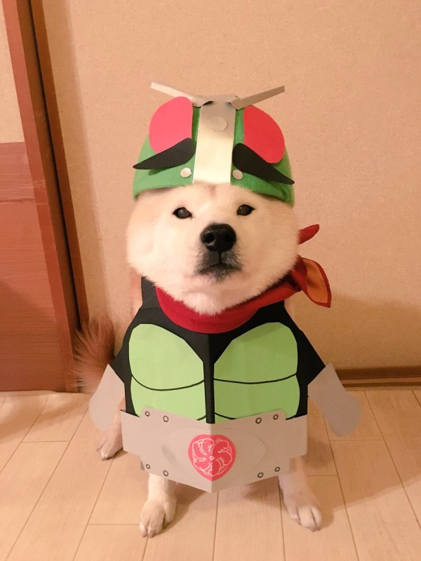 Shiba Inu Halloween Costume Asia Trend