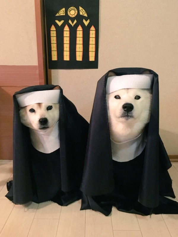 Shiba Inu Halloween Costume Asia Trend