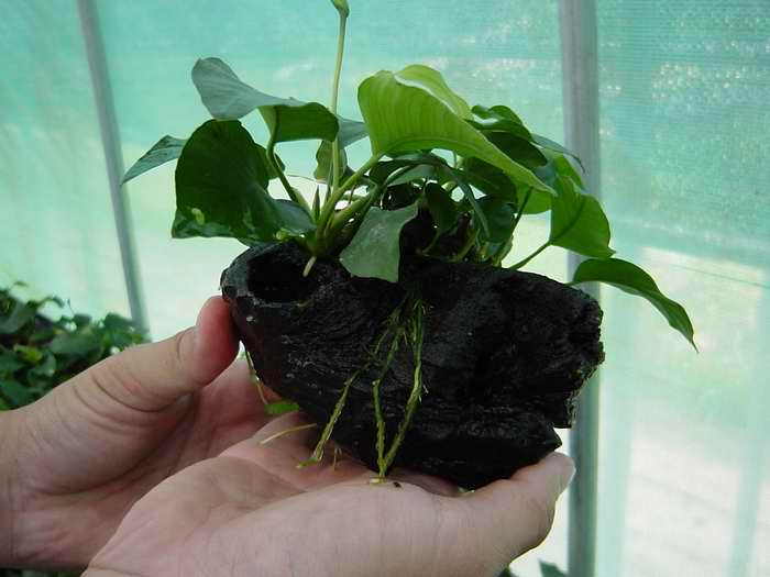 Aquatic plants wholesale and export from Thailand