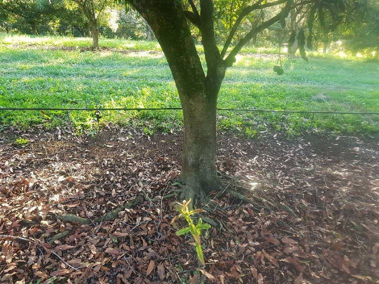 2019 Winner Macadamia Orchard American Society of Irrigation Consultants