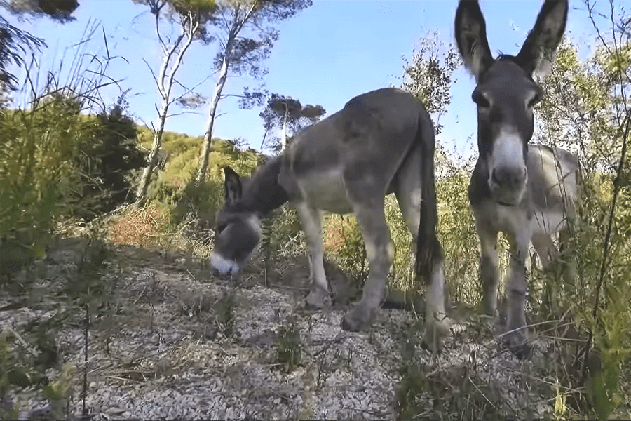 L'âne qui tond Asinerie du Net