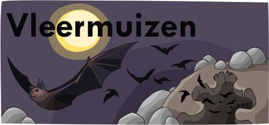 Vleermuizen | Ask A Biologist