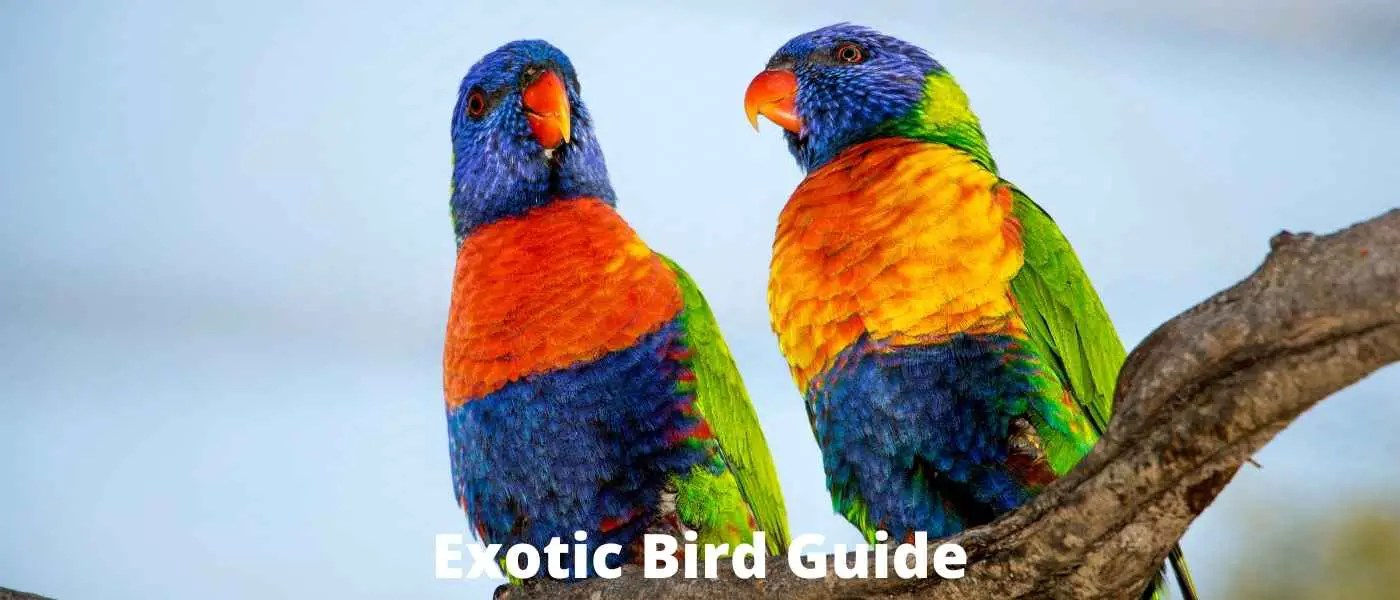 The Exotic Bird Guide Everything You Need to Know About Exotic Birds