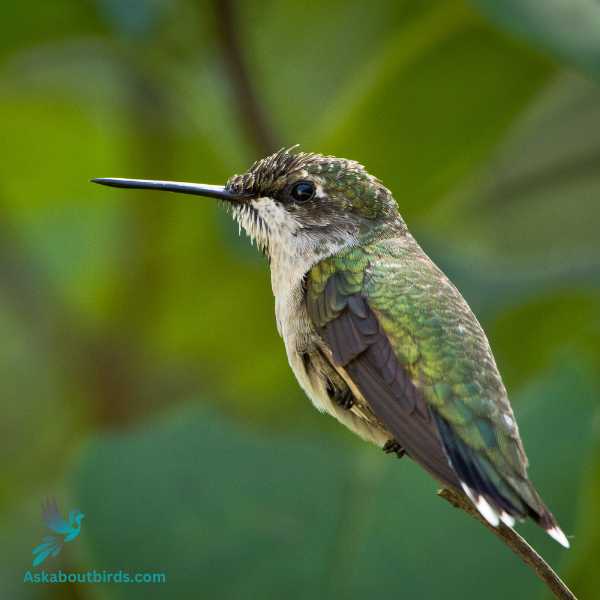 20 Birds That Look Like Hummingbirds (+ 3 Moths) Ask About Birds