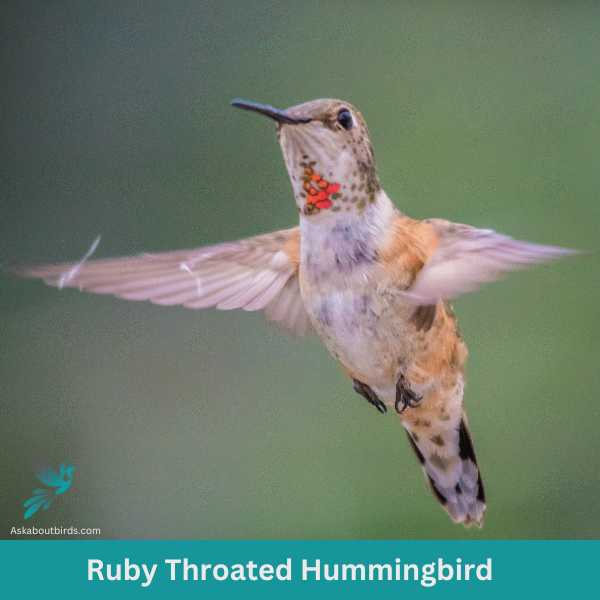 20 Birds That Look Like Hummingbirds (+ 3 Moths) Ask About Birds