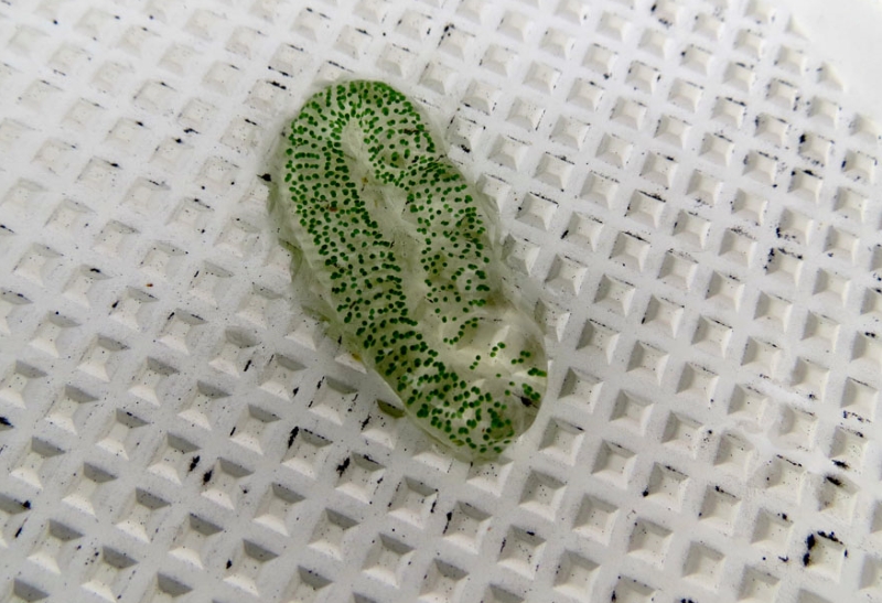 Donut blob that stumped the experts … Ask a Naturalist®