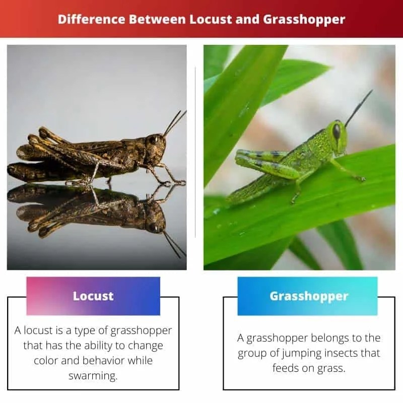 Locust vs Difference and Comparison