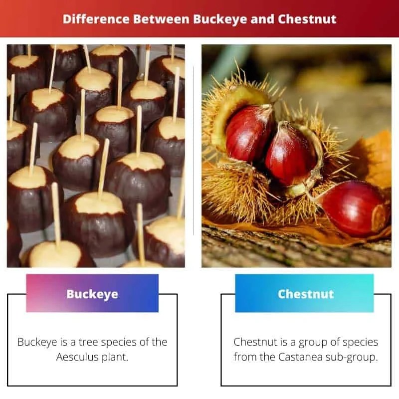 Buckeye vs Chestnut Forskel og sammenligning