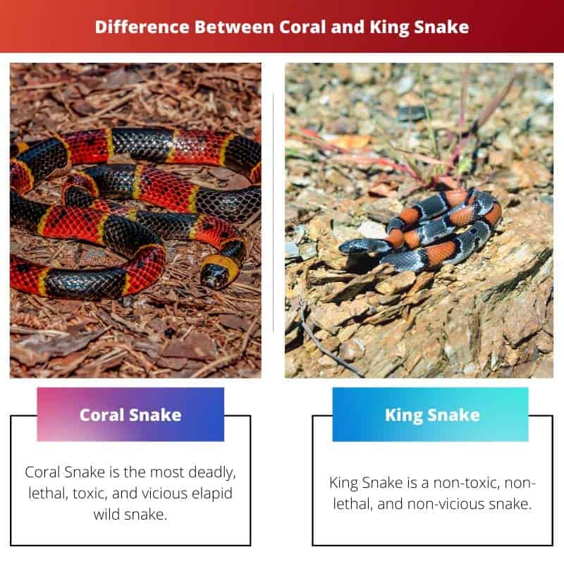 Coral vs King Snake Difference and Comparison