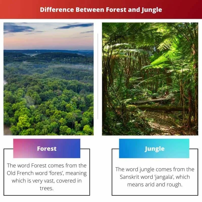 Difference Between Jungle And Forest