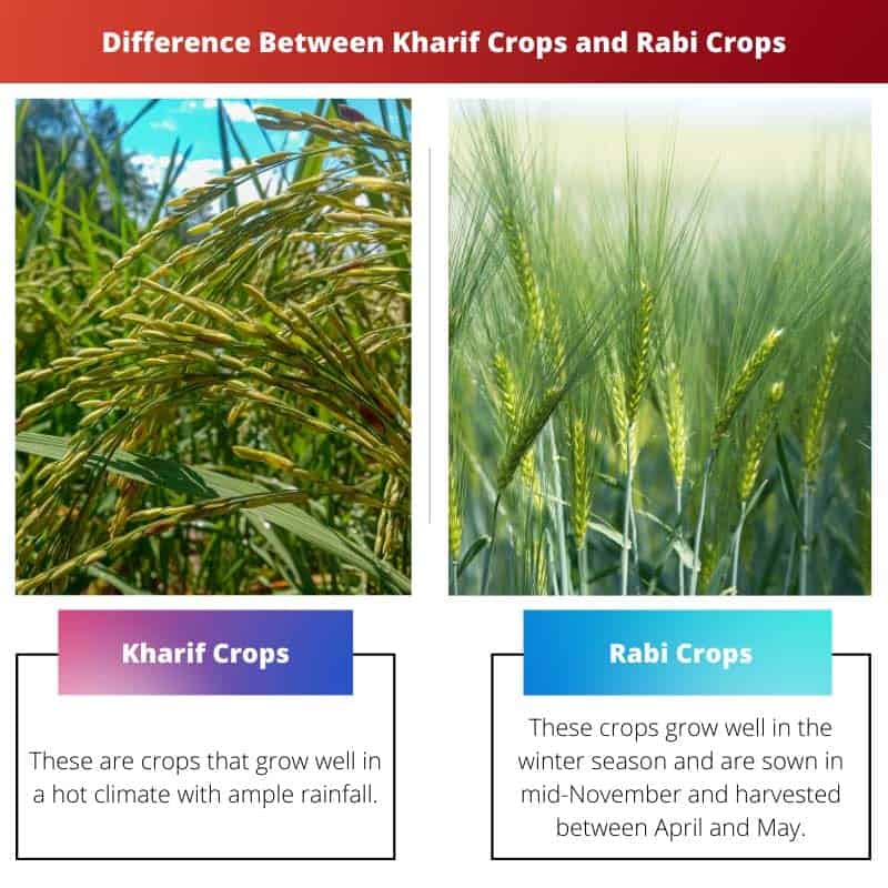 Kharif Crops vs Rabi Crops Difference and Comparison