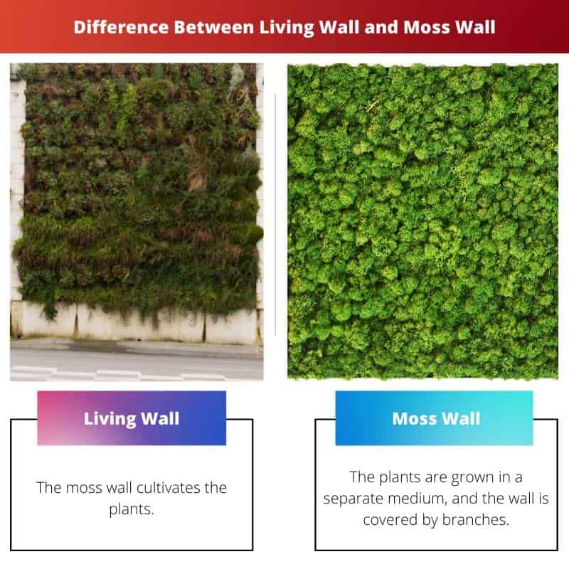Living Wall vs Moss Wall Difference and Comparison