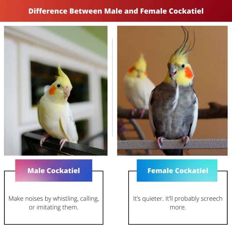 Male vs Female Cockatiel Difference and Comparison