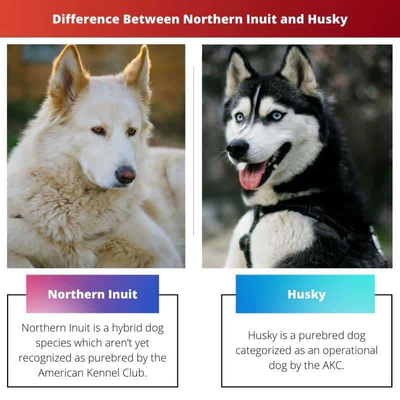 Northern Inuit vs Husky Difference and Comparison