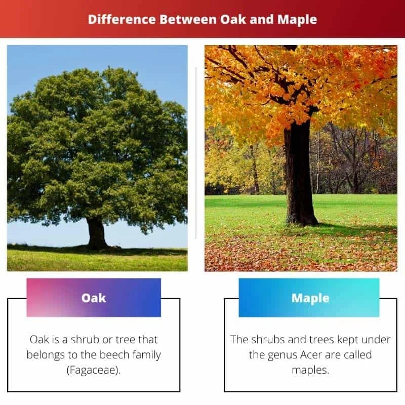 Oak vs Maple Difference and Comparison