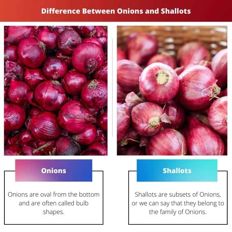 Onions vs Shallots Difference and Comparison