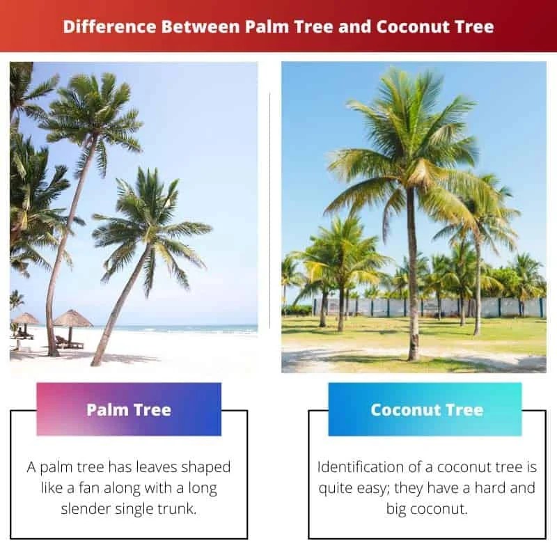 Palm Tree vs Coconut Tree Difference and Comparison