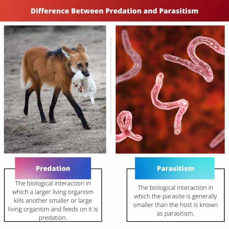 Predation vs Parasitism: Difference and Comparison