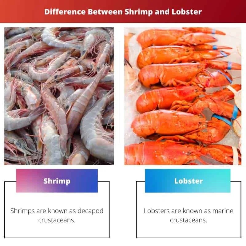 Shrimp vs Lobster Difference and Comparison
