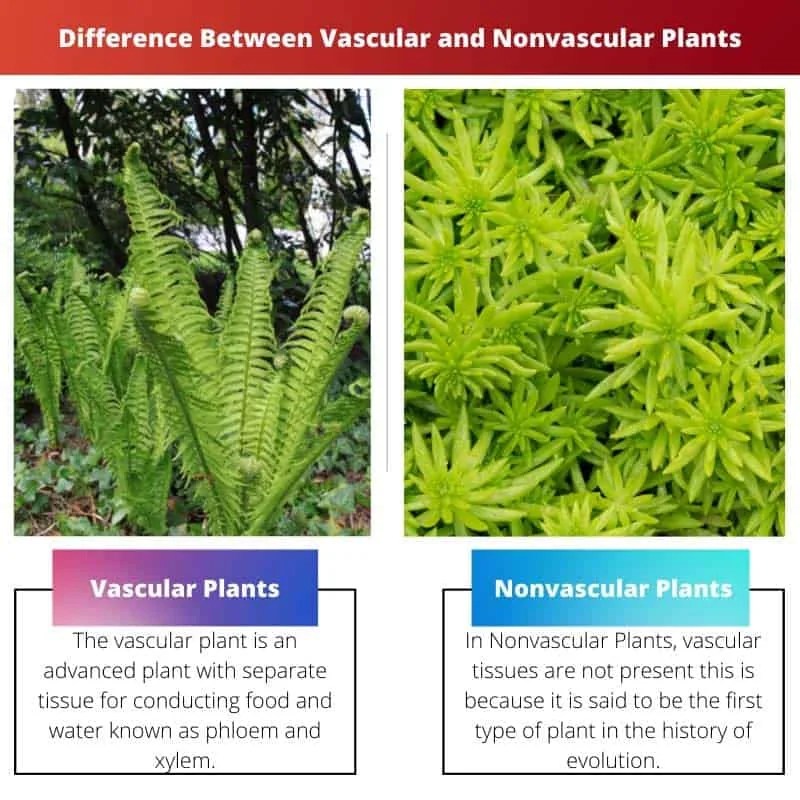 Vascular vs Nonvascular Plants Difference and Comparison